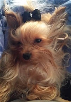 miniature yorkshire terrier rescue