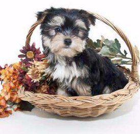 micro toy yorkie