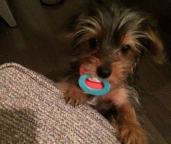 best chew toys for yorkies