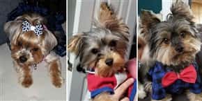 old yorkie losing hair