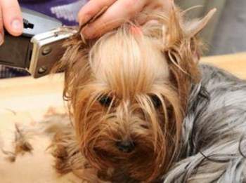 best brush for a yorkie