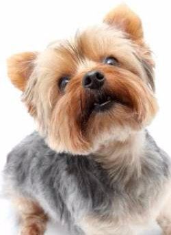 Yorkshire Information Center | Details of Yorkie Barking