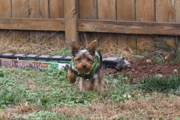 Yorkshire Terrier Digging Behavior