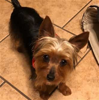 Yorkie looking innocent