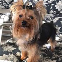 haircut yorkie