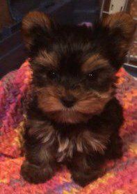 dark chocolate yorkie