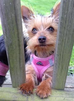 how to train a yorkie to pee on pad
