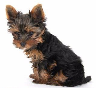 dogs that look like yorkshire terriers
