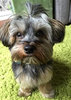 best shampoo for yorkies