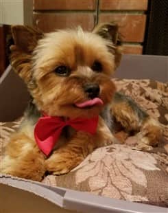 Yorkshire Terrier Vomiting Issues