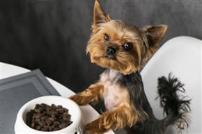 best wet dog food for yorkie puppies