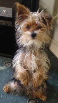 mini yorkies food