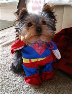 yorkie dressed up