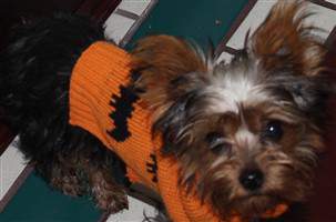 yorkie sweater