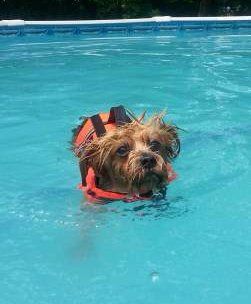 Yorkie dog swimming