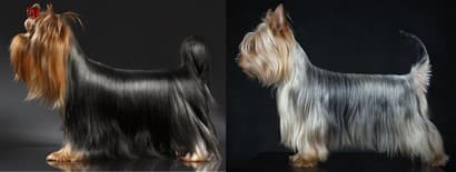 Yorkie vs Silky Terrier Color Differences