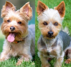 silky terrier and yorkie