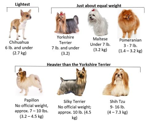 Yorkie Weight Chart Kg Chart Yorkie