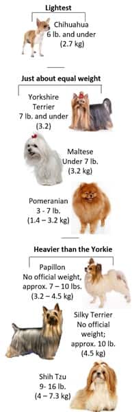 yorkshire terrier kg