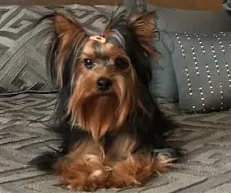 Yorkshire Terrier adult female