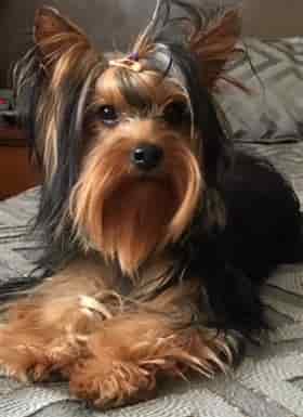 female yorkshire terrier