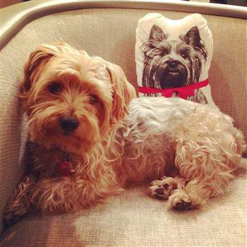 yorkie and dotson mix