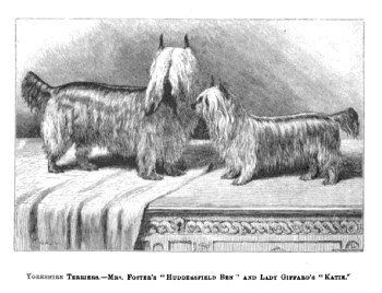 Origin \u0026 History of the Yorkshire Terrier