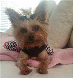 clothes for yorkshire terriers