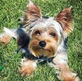 Yorkshire Terrier sitting on grass