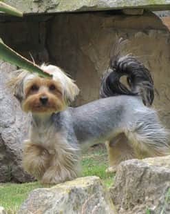 Yorkshire Terrier Vomiting Issues,Caffeine Withdrawal Symptoms Fever