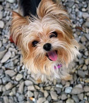 best shampoo for yorkies