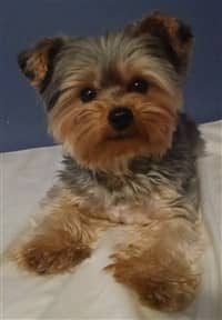 morkie puppy cut pictures
