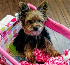 brush for yorkie puppy