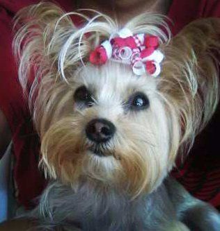 Yorkie Top Knots | The Yorkshire 