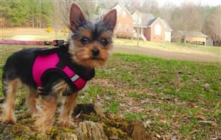 Choosing The Best Collar And Harness For A Yorkie