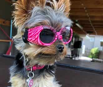 Yorkshire Terrier with sunglasses