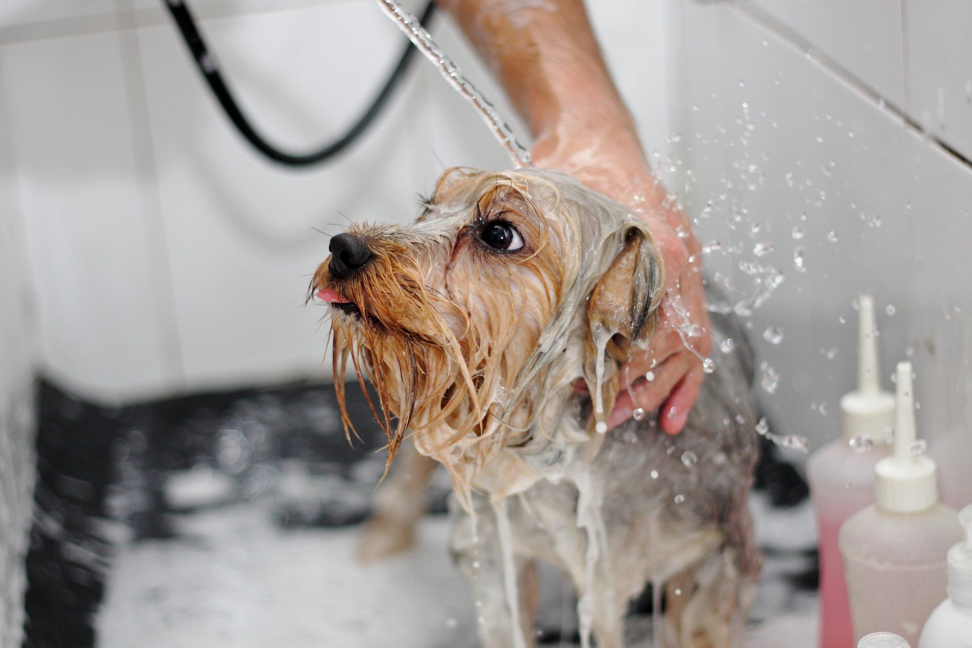 Amazing Dog Groomer Spokane  Check it out now 