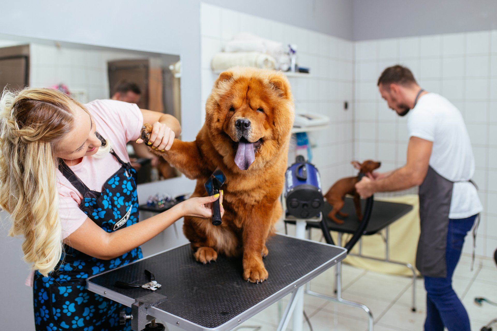 Mobile Dog Groomer | Spokane, WA | Spokane Mobile Dog Grooming