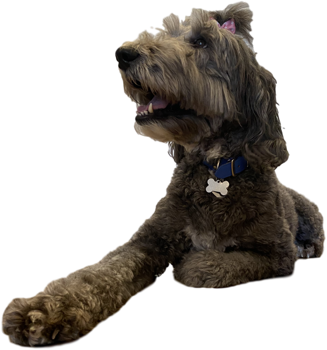 holloway pet cremation