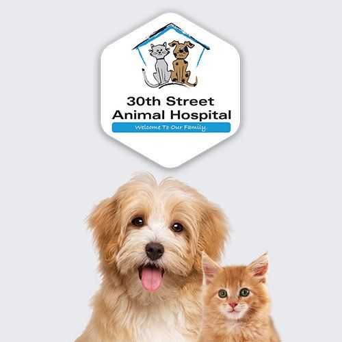 shadeland animal clinic
