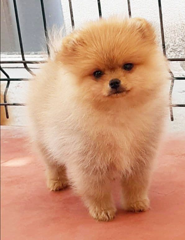 Cachorros Pomeranos en Venta Pomeranias.mx Mexico