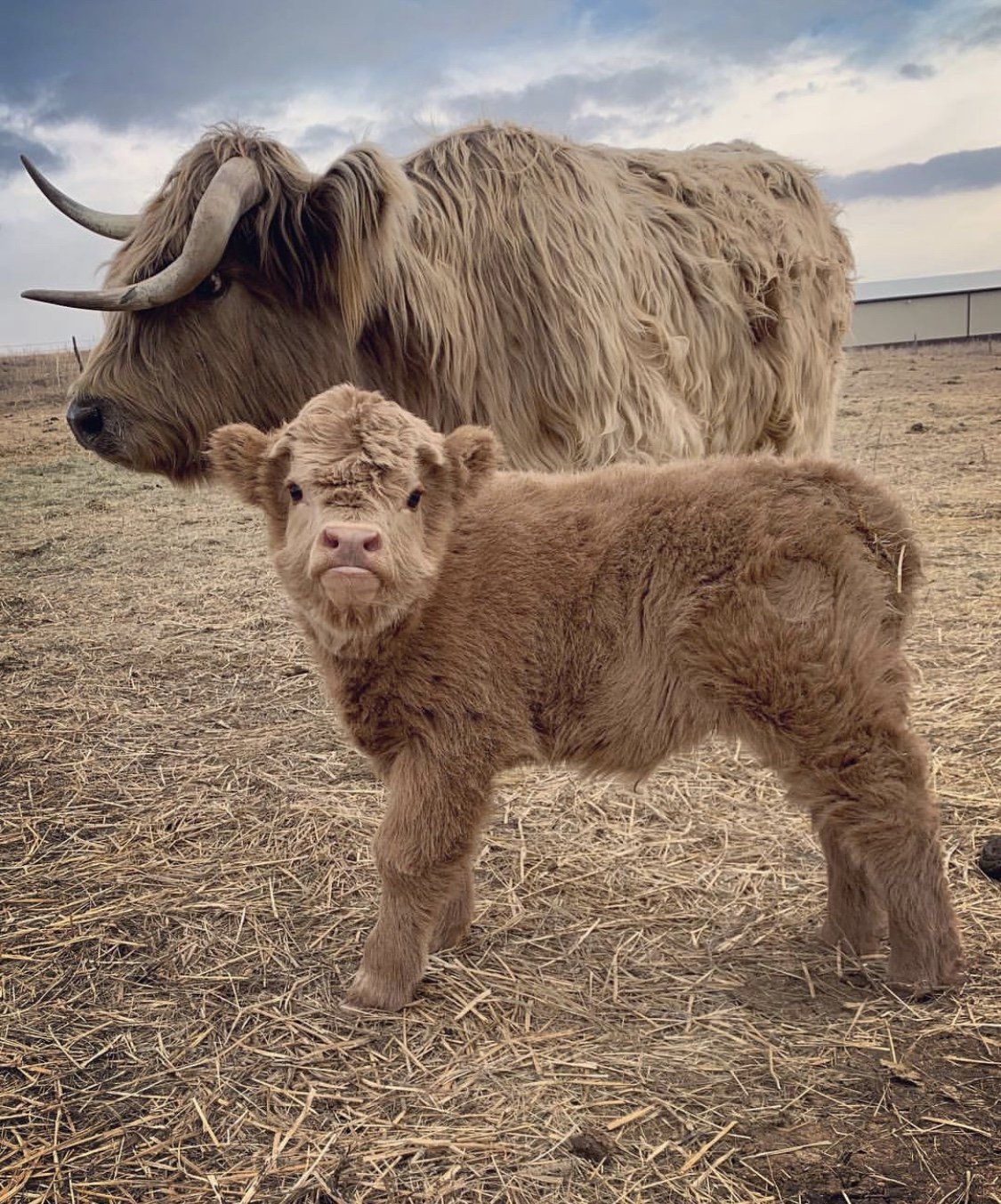 How Big Do Mini Highland Cows Get