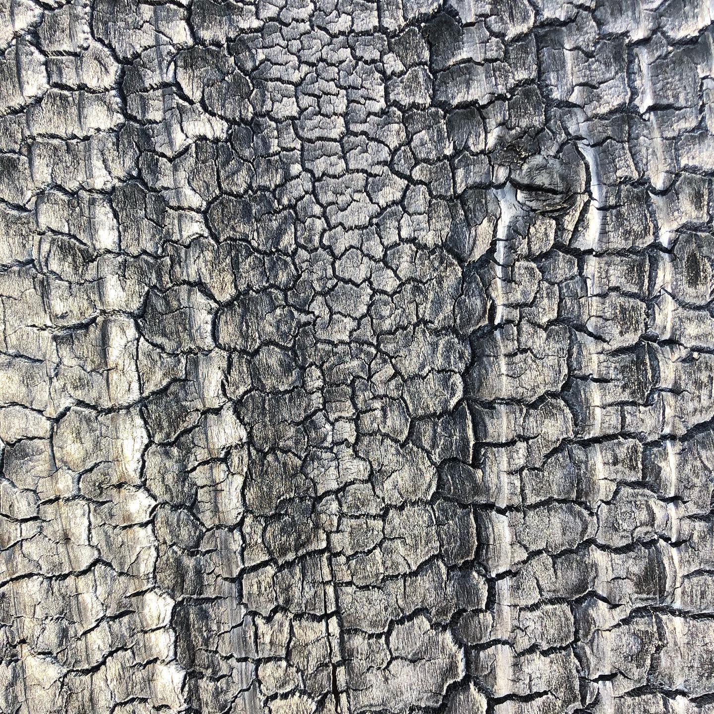 Shou Sugi Ban Douglas