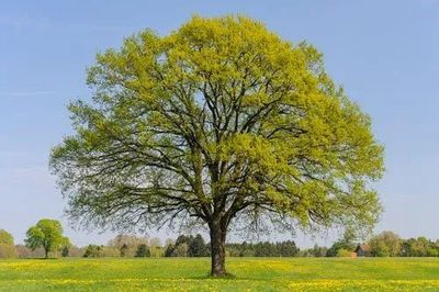 Oak Trees In Central California