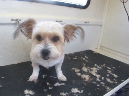 furry little angels mobile dog grooming