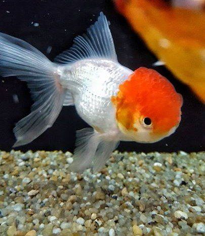 Acquari Acqua Dolce Concorezzo Mb Corals Fish