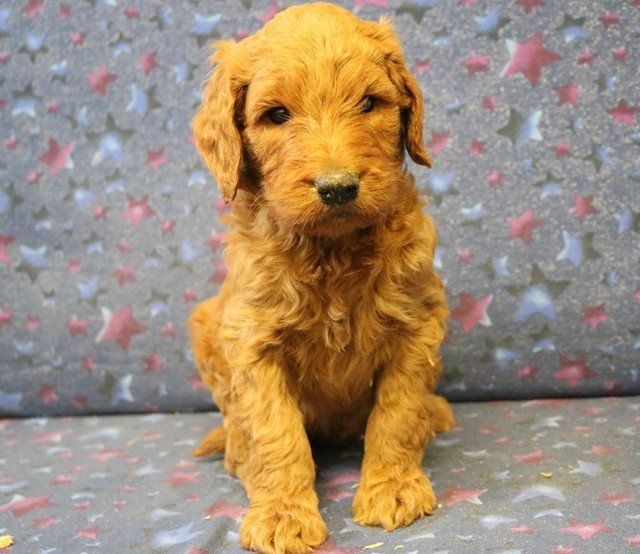 Goldendoodle F1B Standard