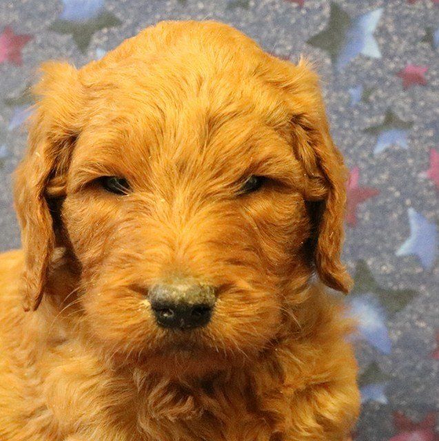 Goldendoodle F1B Standard