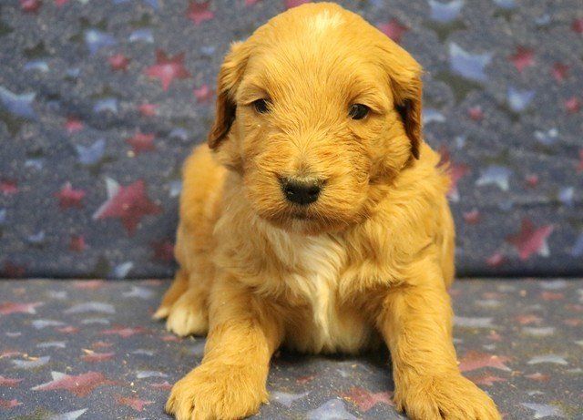  Goldendoodle F1 Standard