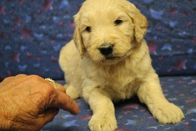  Goldendoodle F1 Standard